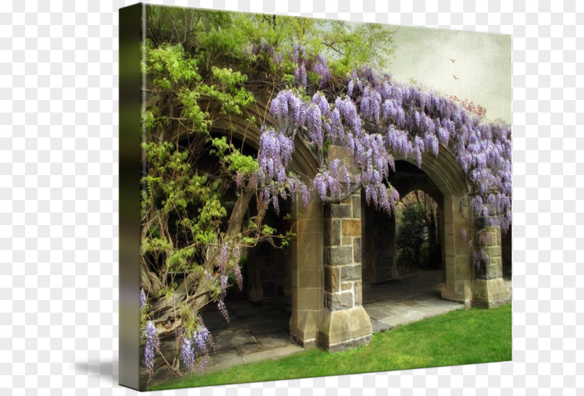 Wisteria Plant Lilac Tree Lavender PNG