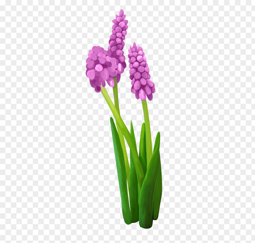 Hyacinth Flower Image Clip Art Drawing PNG