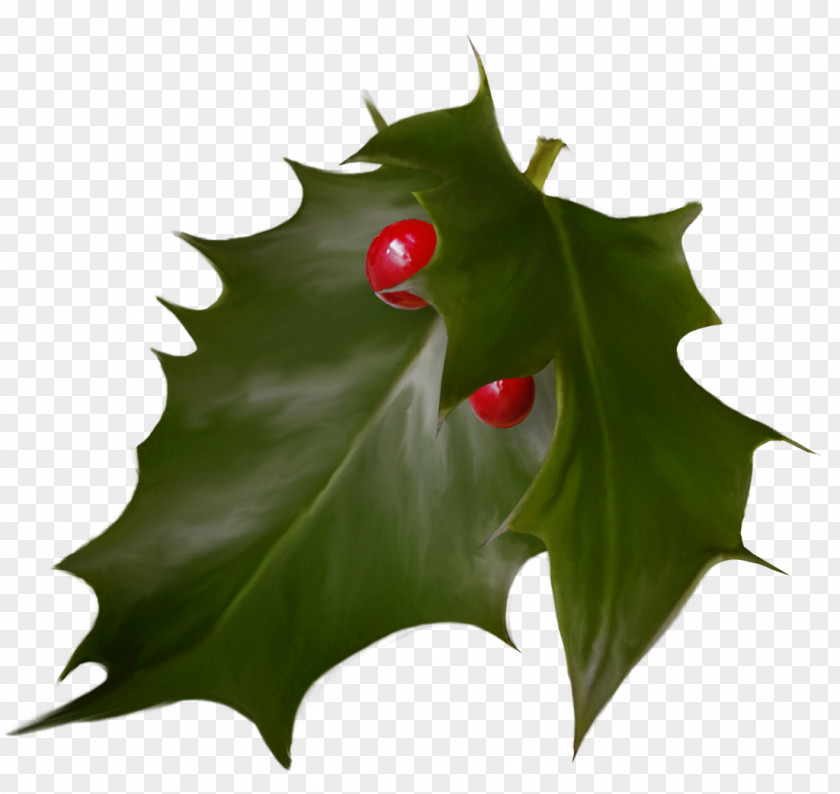Leaf Holly Christmas Advent Wreath Holiday PNG