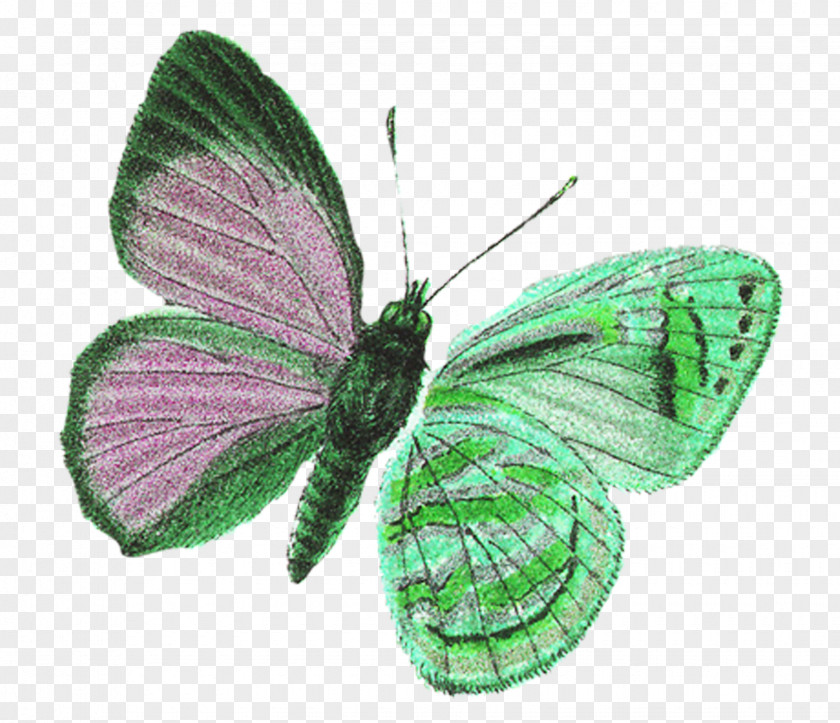Butterfly Nymphalidae Moth Symmetry Leaf PNG