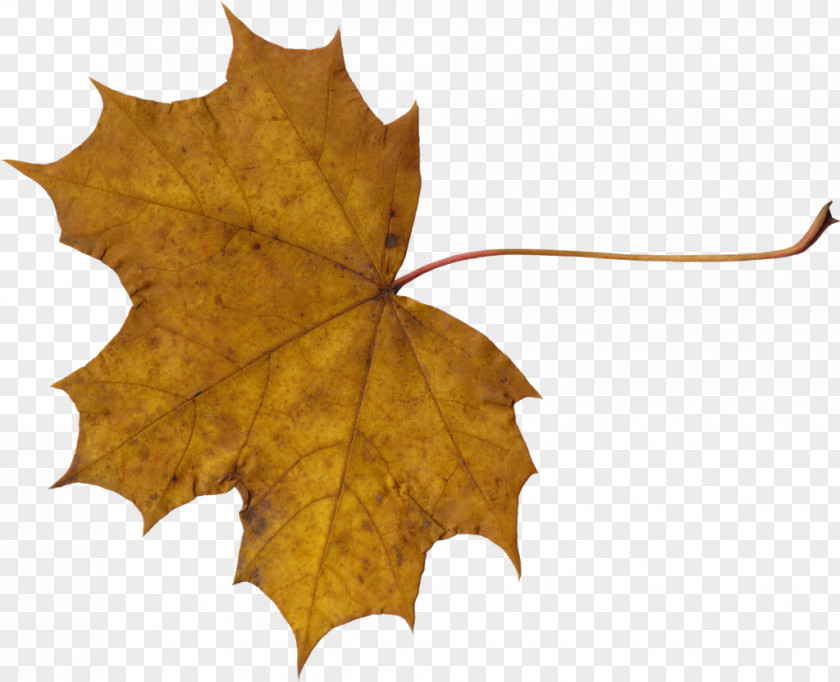 Leafs Maple Leaf PNG