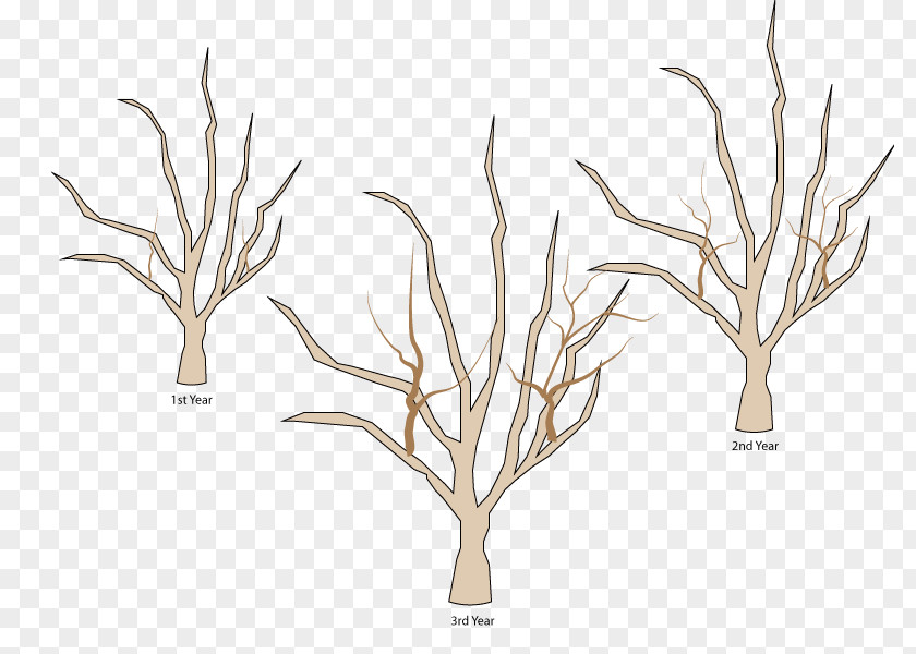 Pruning Trees Tree Branch Woody Plant Apples PNG