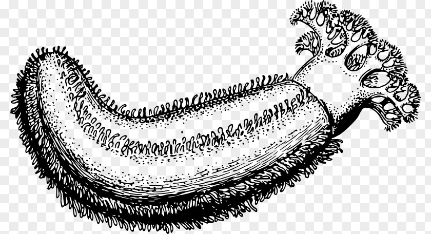 Sea Sketch Cucumber Drawing Clip Art PNG