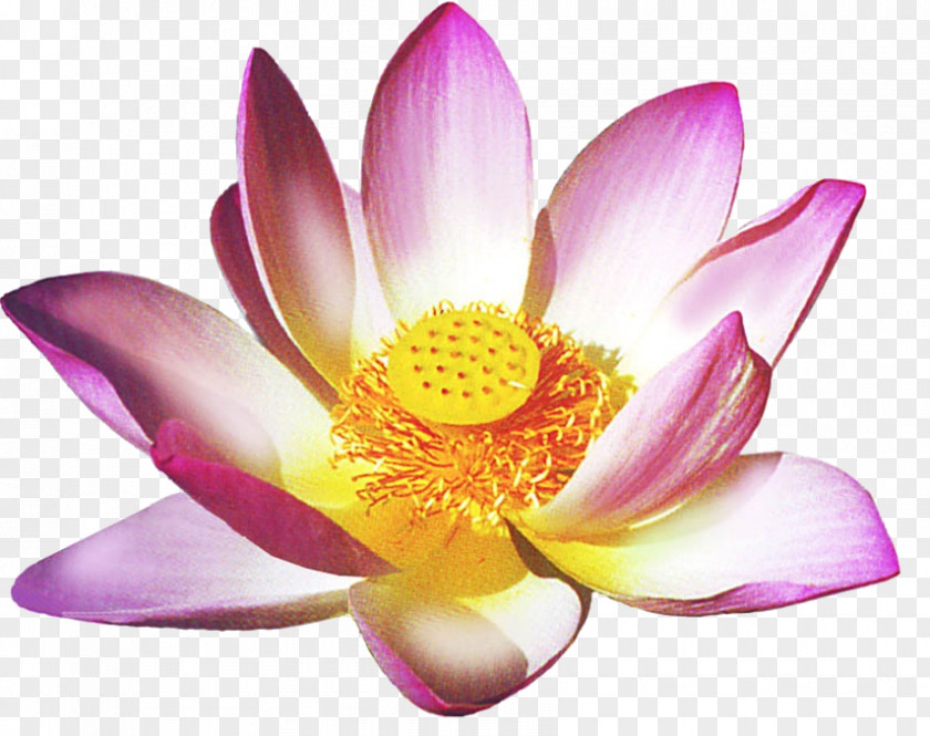 Yellow Lotus Spirituality Germany Thai Massage Reiki Healing PNG