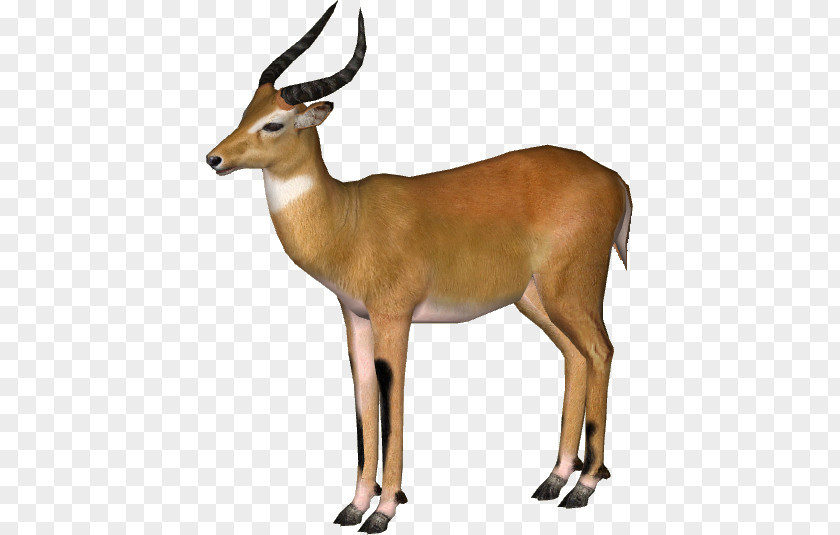 3d Dog Zoo Tycoon 2 Waterbuck Impala Kob Antelope PNG