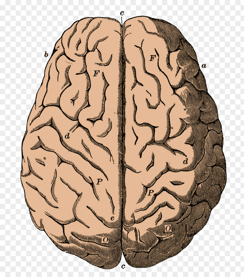 Brain Outline Of The Human Neuron Clip Art PNG