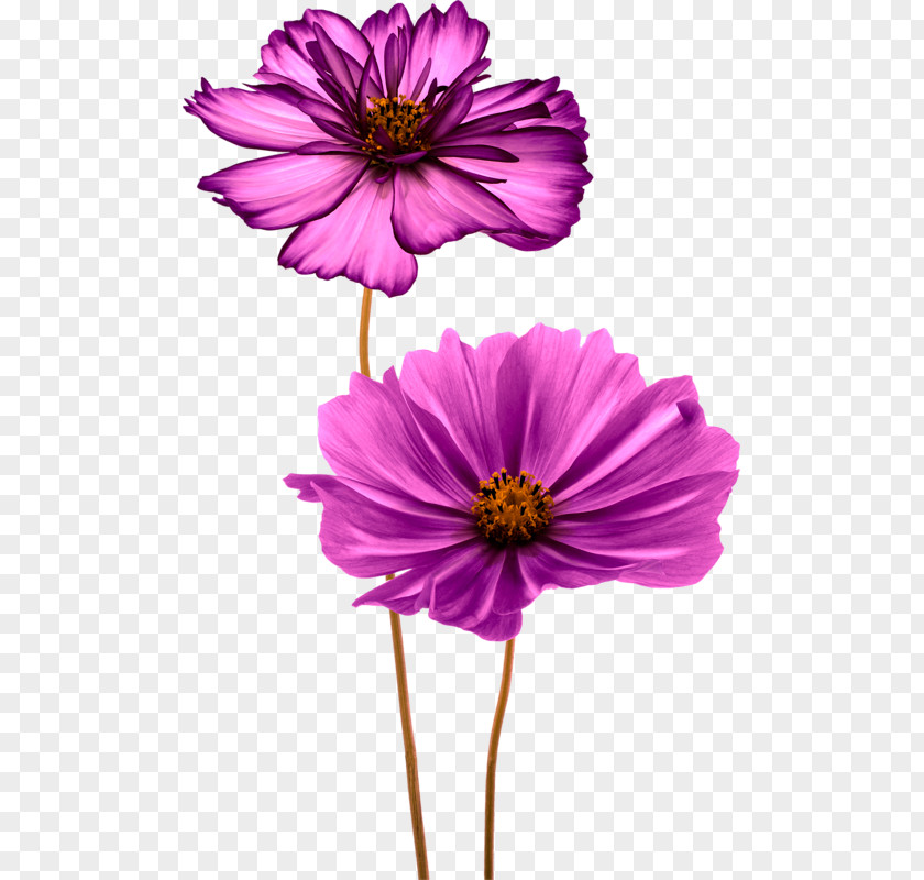Flower Common Daisy Clip Art PNG