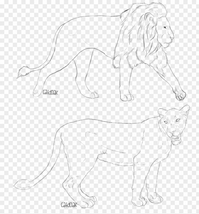 Lion Big Cat Whiskers Sketch PNG