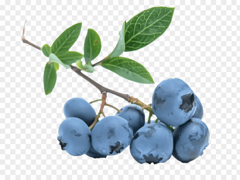 Blueberry Berries Clip Art Food Flavor PNG