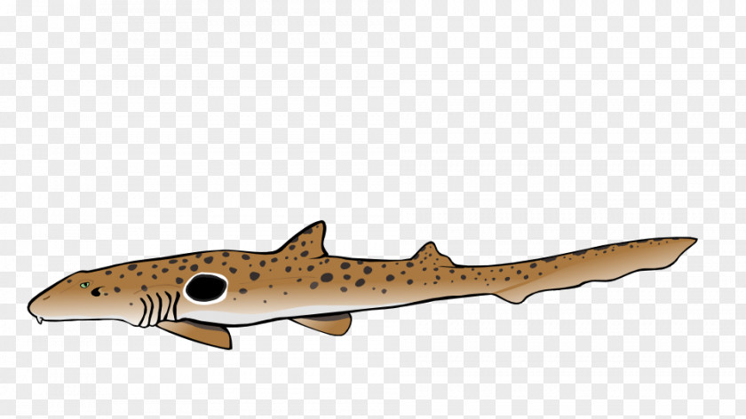 Fish Squaliform Sharks Bony Fishes Requiem Marine Biology Reptile PNG