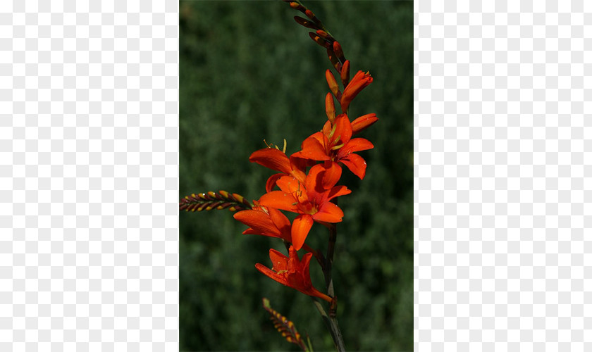 Gladiolus Montbretia Canna Plant Stem Coppertips PNG