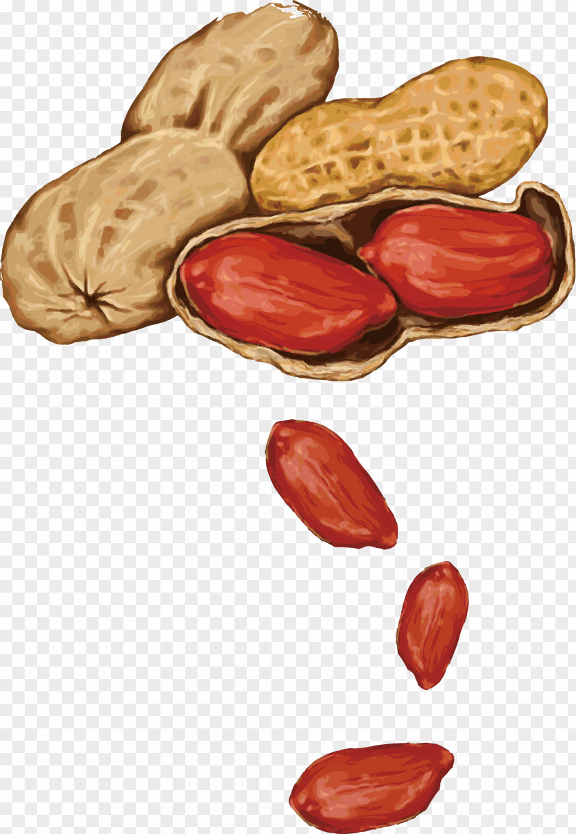 Hand-painted Bouquet Vector Peanut Almond Drawing PNG