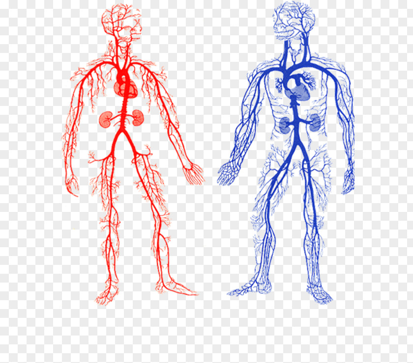 Lining Body Arteries And Veins Artery Circulatory System Blood Vessel PNG