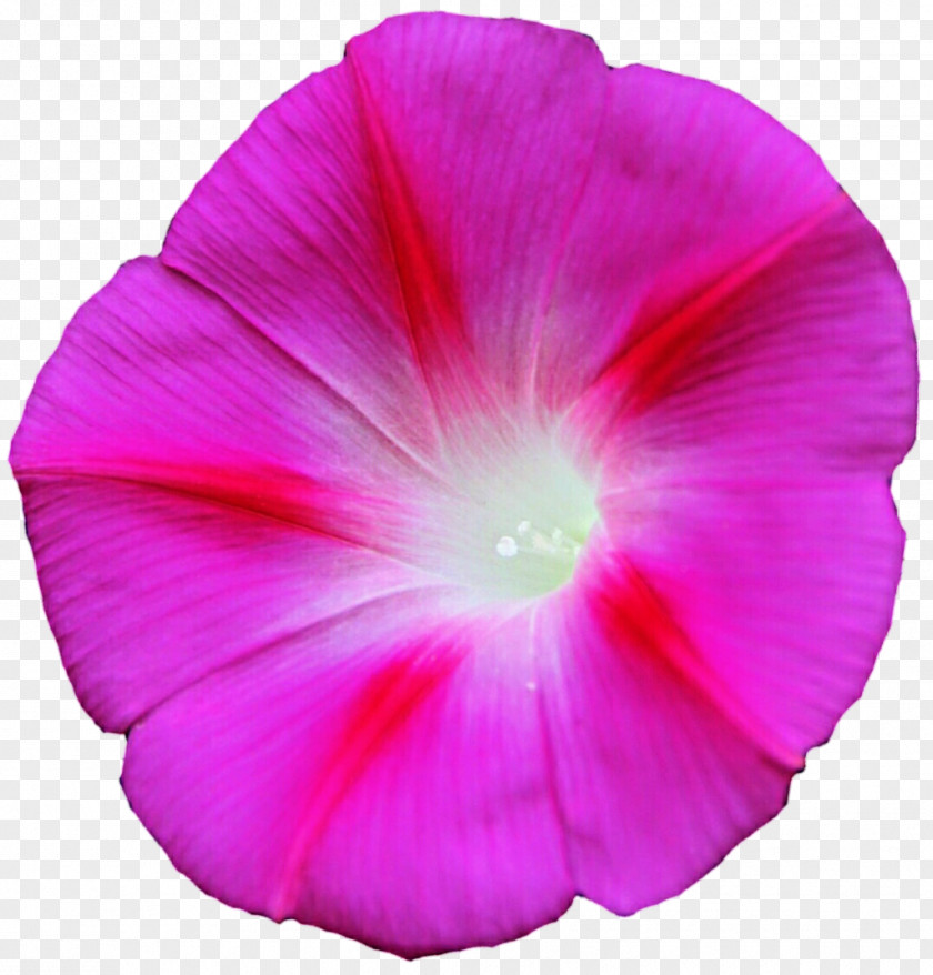 Glory Ipomoea Purpurea Carnea Indica Cairica Sweet Potato PNG