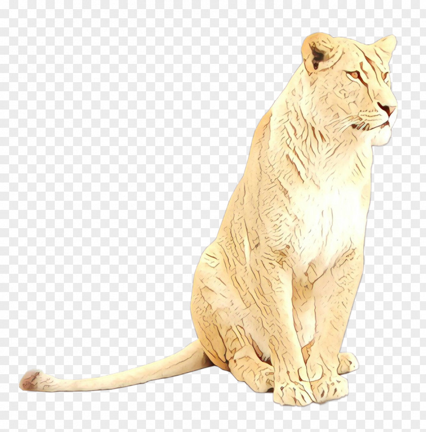 Lion Whiskers Big Cat Terrestrial Animal PNG