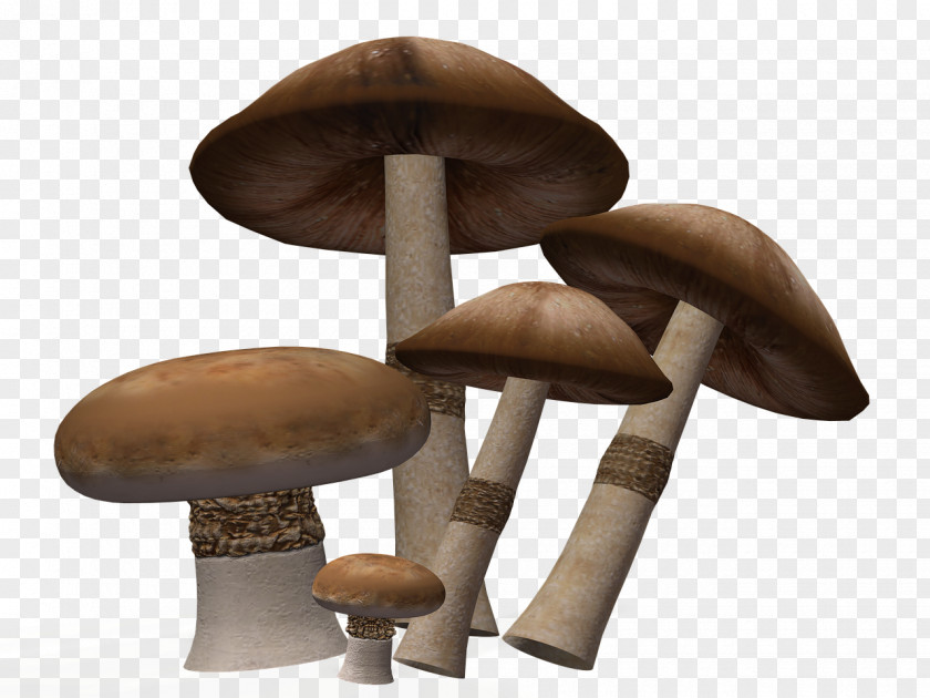 Mushroom Image Download Video Pleurotus Eryngii PNG