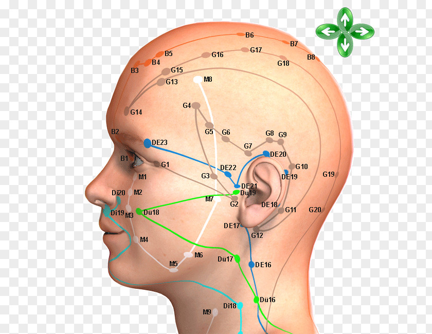 Tcm Points Acupuncture Acupressure Meridian Traditional Chinese Medicine Head PNG