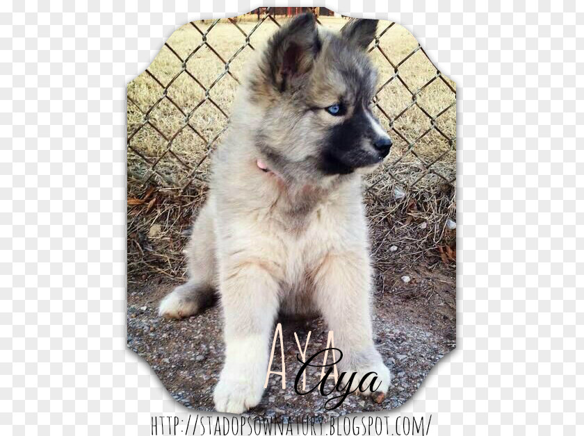 Aya Shiloh Shepherd Dog Tamaskan Siberian Husky Canadian Eskimo Saarloos Wolfdog PNG