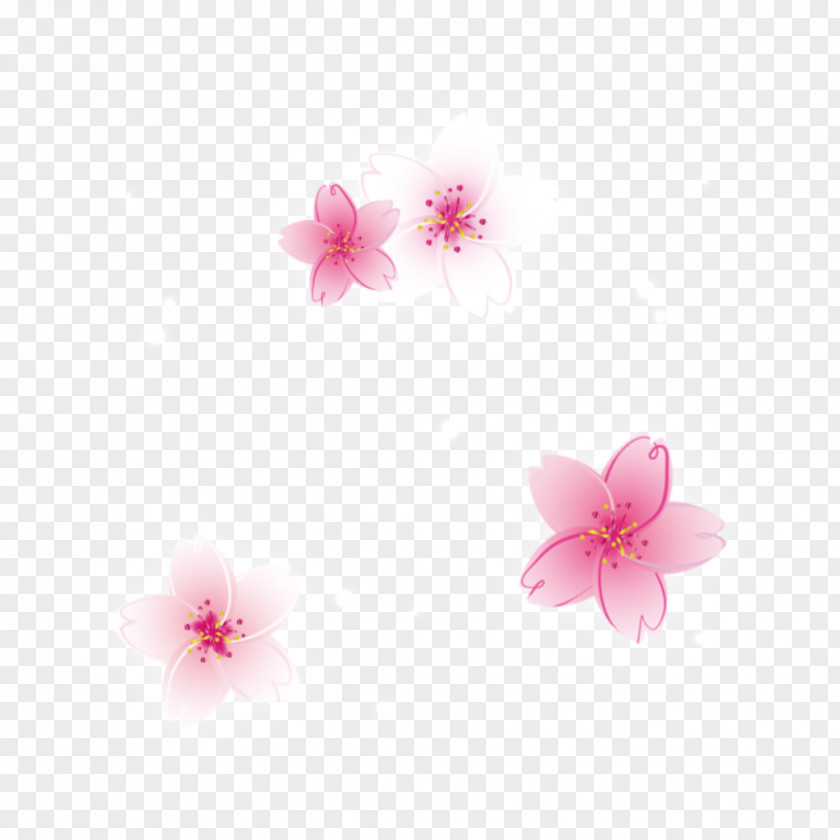 Sparklers Flower Ground Bloom Cherry Blossom ST.AU.150 MIN.V.UNC.NR AD Desktop Wallpaper Pink M PNG
