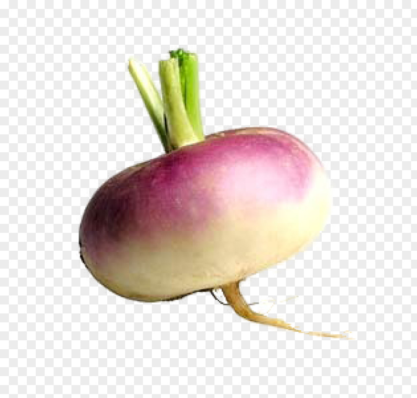 Vegetable Shalgam Turnip Radish Clip Art PNG