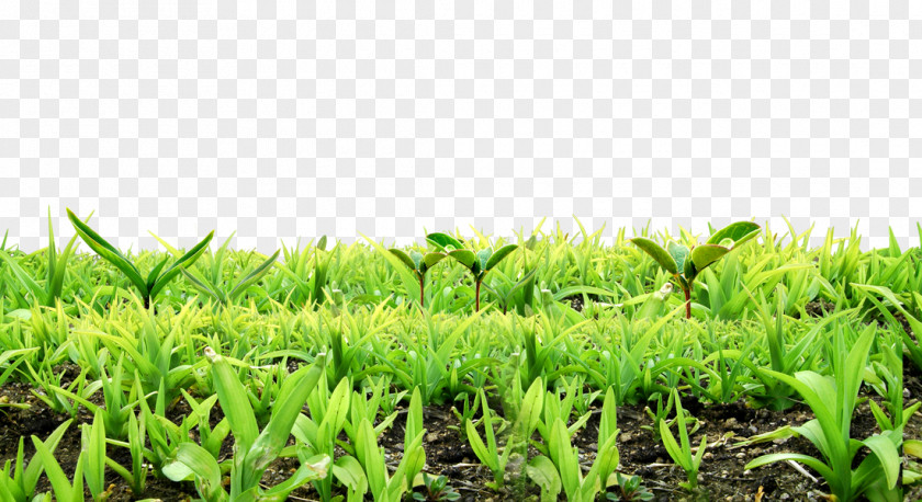 Background Material For Free Dig Plants Sprout PNG