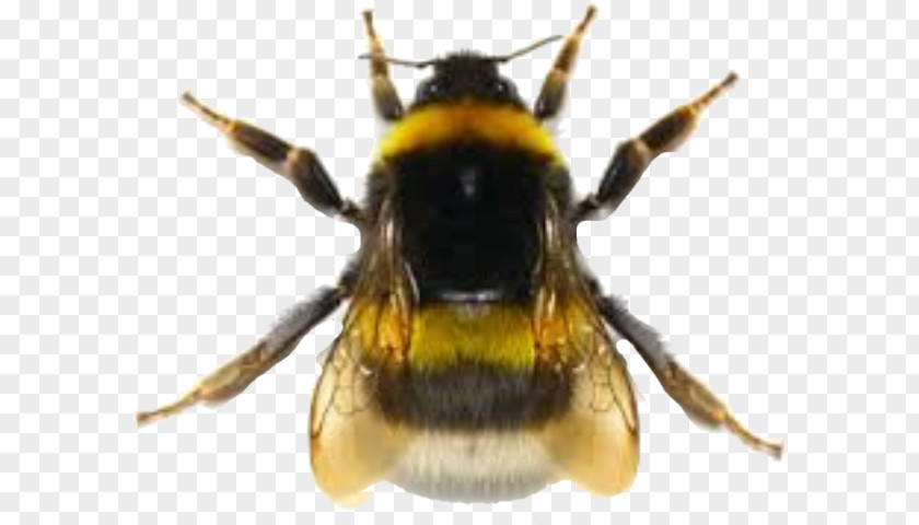 Bee Honey Bumblebee Hornet Wasp PNG