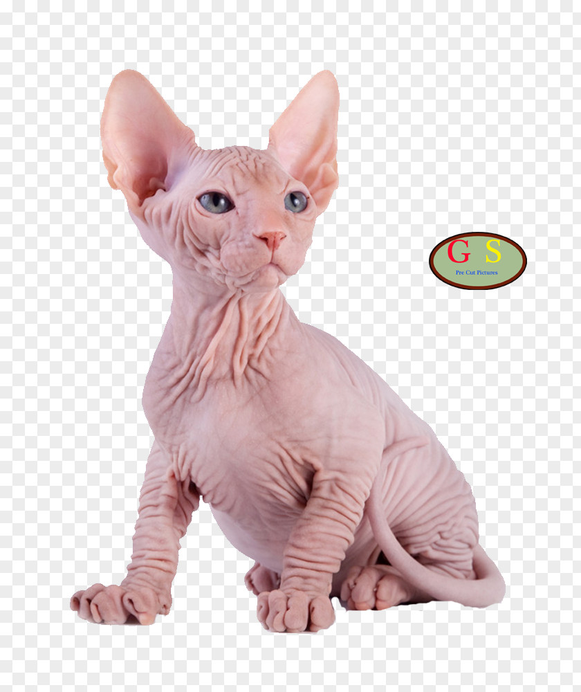 Cut Sphynx Cat Kitten Maine Coon Photography Breed PNG