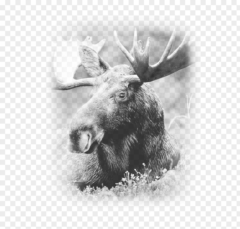 Deer Moose Elk Antler Image PNG