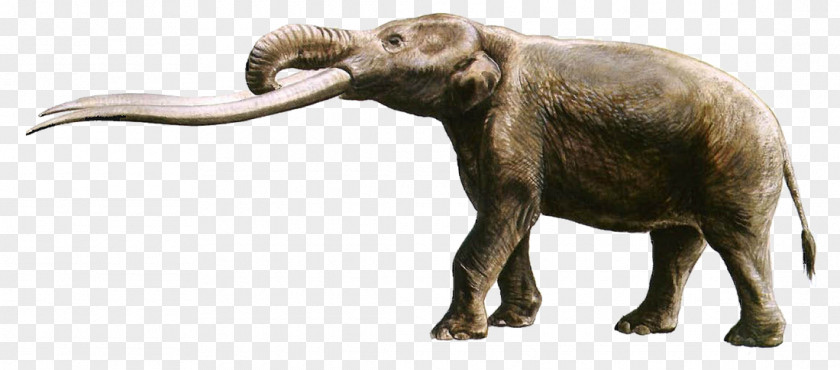 Elephant African Gomphotherium Anancus Tusk PNG