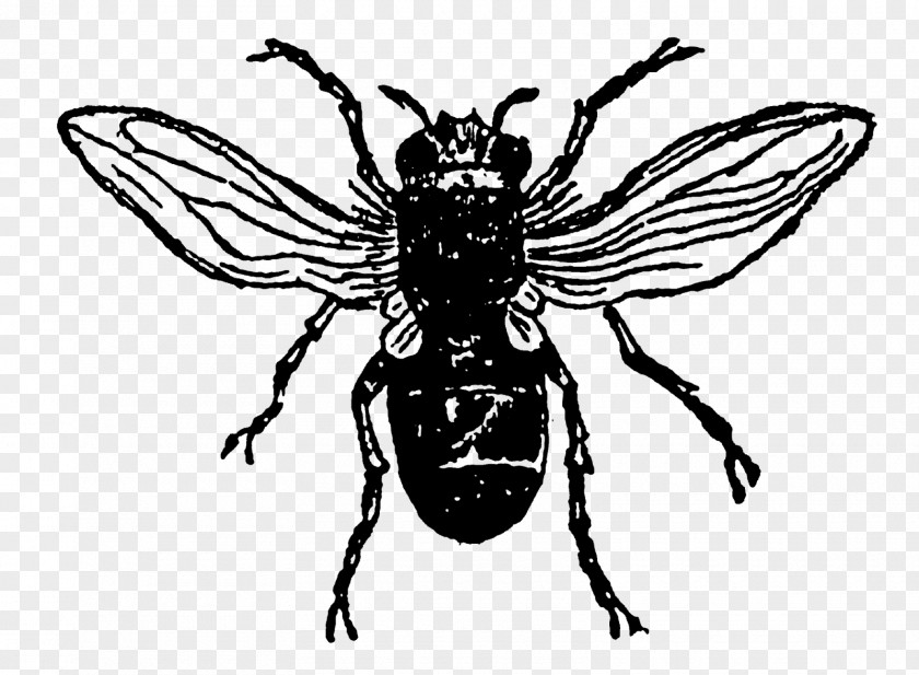 Insect Honey Bee PNG