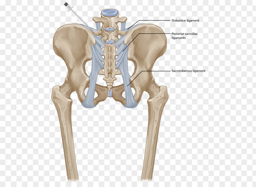 Ligament Hip Sacroiliac Joint Dysfunction Posterior Iliolumbar PNG
