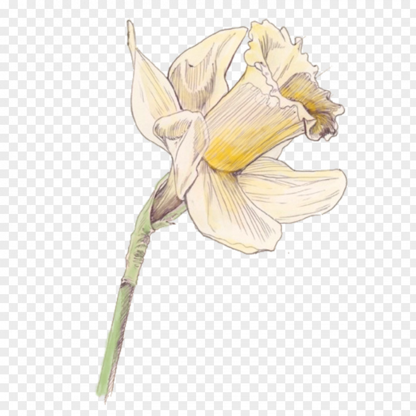 Plant Daffodil Moth Orchids Cut Flowers Raster Graphics PNG