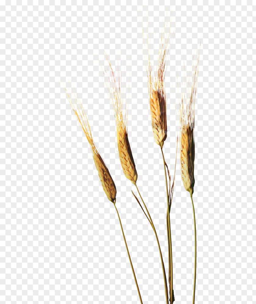 Rye Reed Wheat Cartoon PNG
