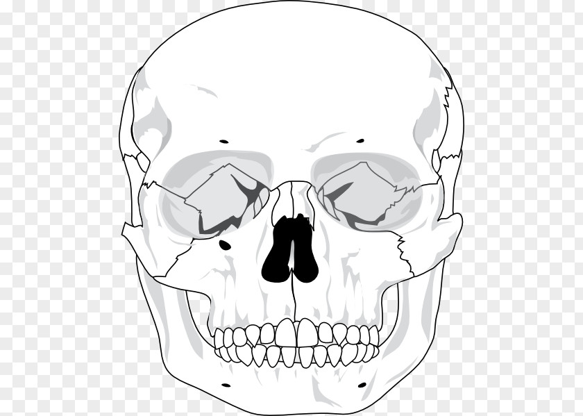 Skull Profile Clip Art Vector Graphics Human Skeleton PNG