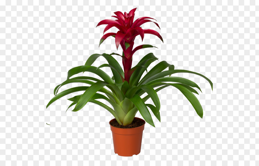 Caring Guzmania Vriesea Aechmea Bromelia Plant PNG