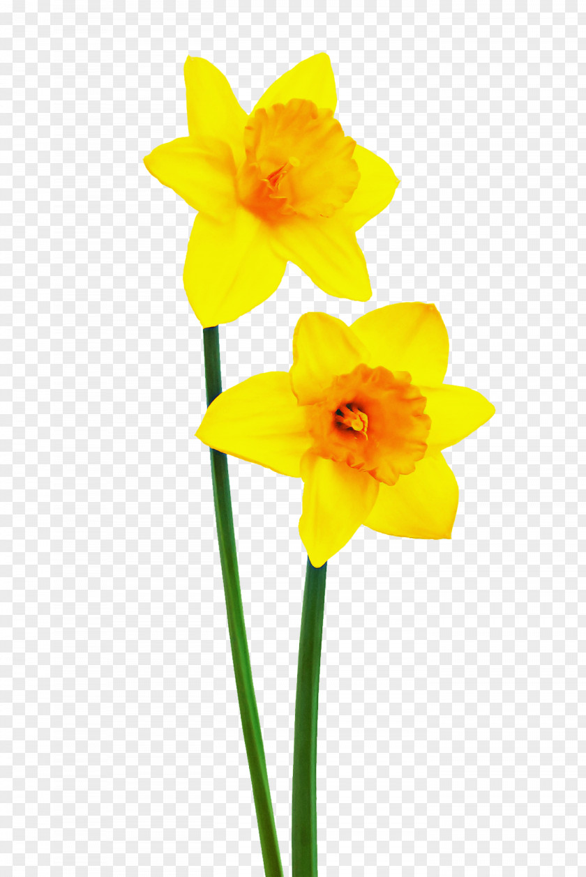 Cut Flowers Plant Stem Flower Yellow Petal Narcissus PNG
