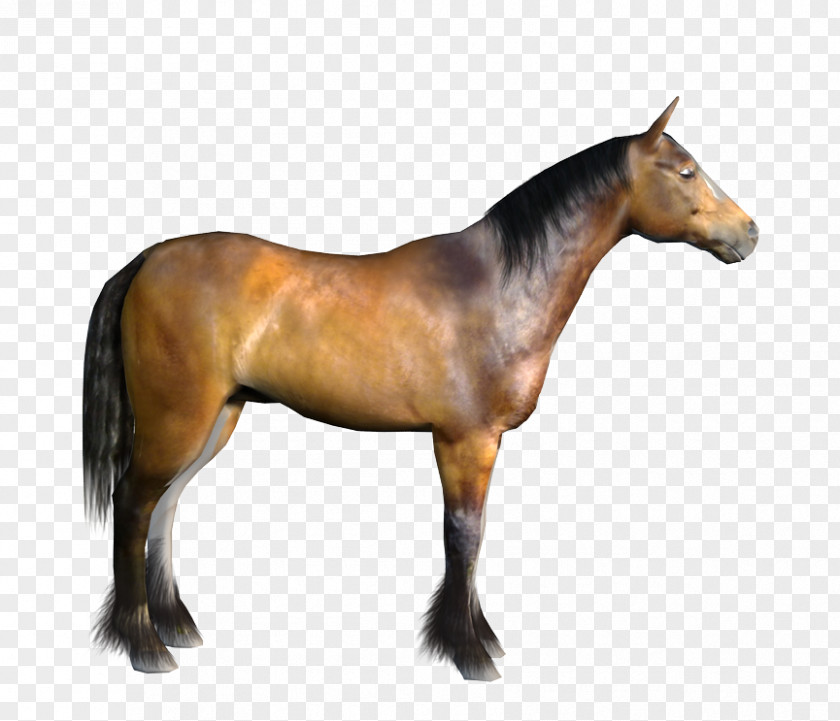 Mustang American Paint Horse Stallion Mare Pony PNG