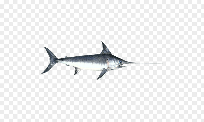 Swordfish Atlantic Blue Marlin PNG