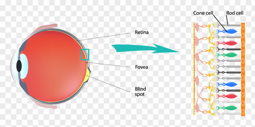 Color Vision Rods Cones Cone Cell Rod Retina Light PNG