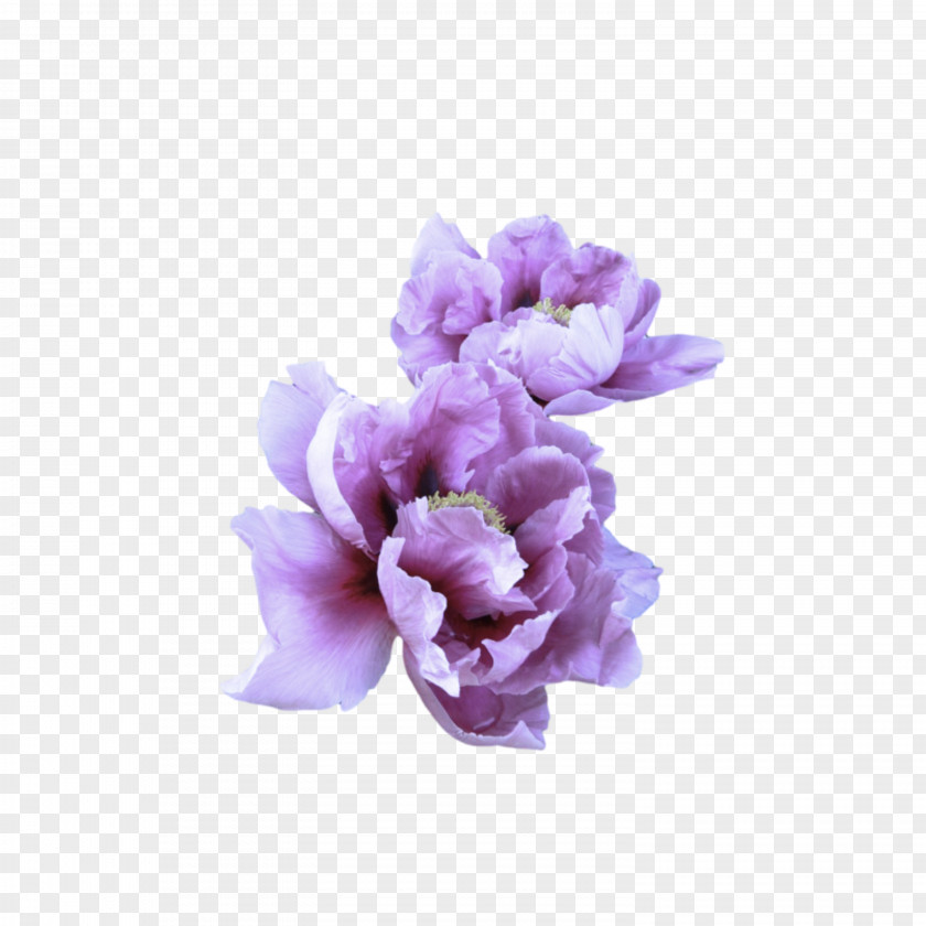 Flowering Plant Sweet Pea Lavender PNG