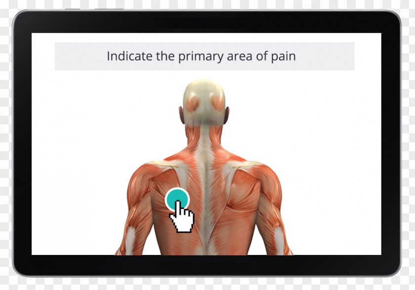 Massage Therapy Thumb Muscle Shoulder Anatomy Human Body PNG