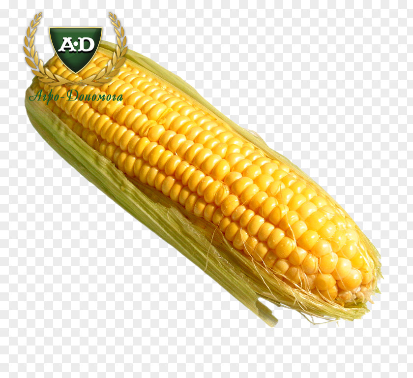 One Direction Corn On The Cob Tamale Food Sweet PNG