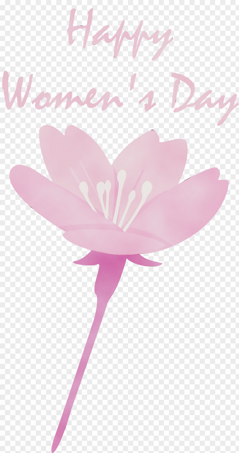 Petal Pink Flower Plant Aquatic PNG