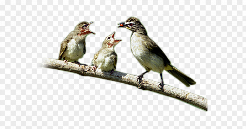Sparrow Finch House Bird American Sparrows PNG