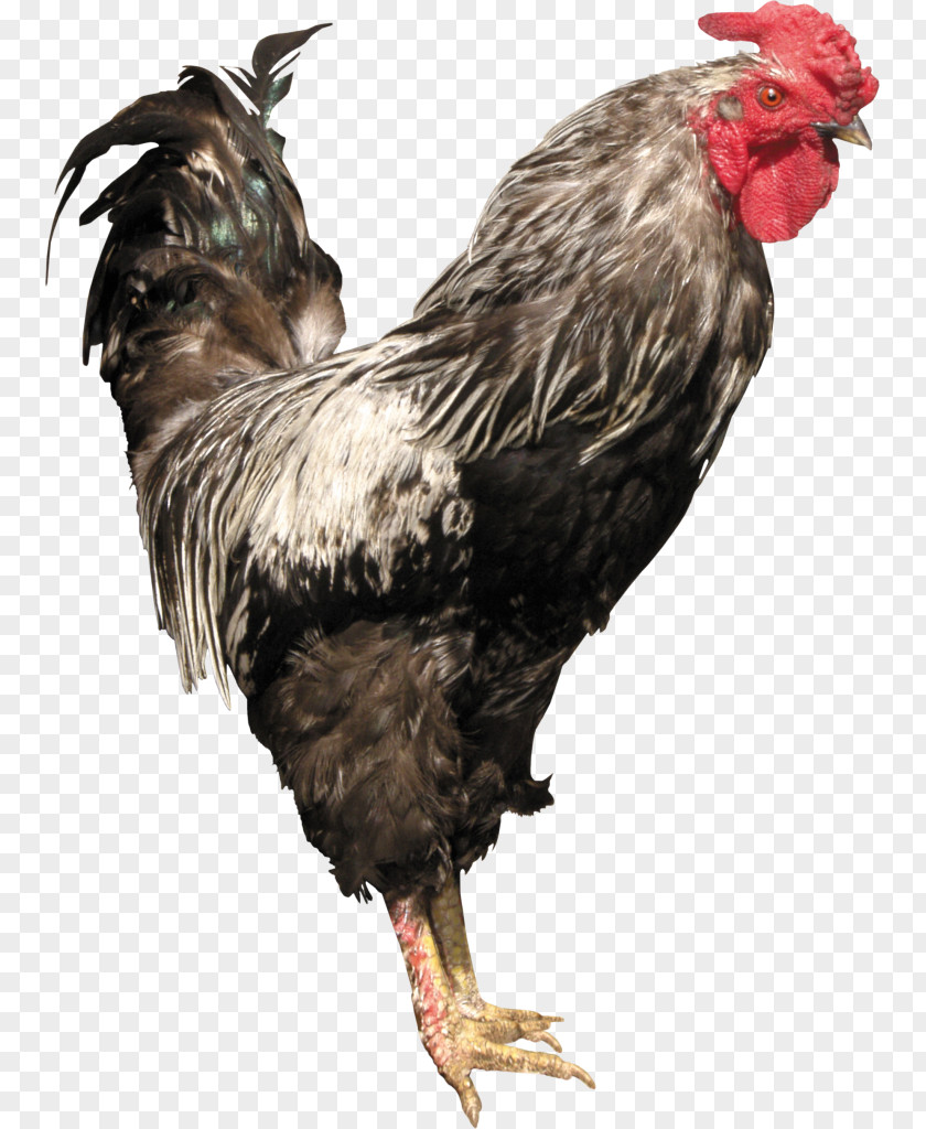 Chicken Rooster Broiler Livestock PNG