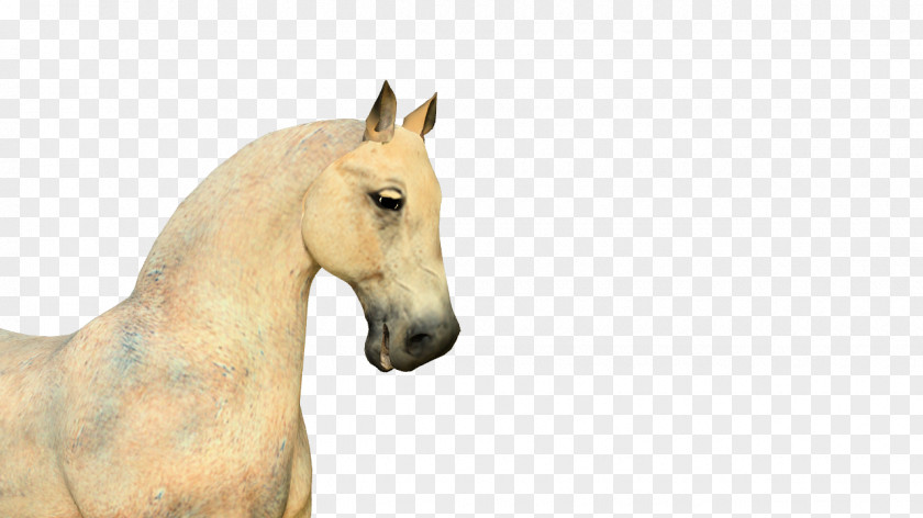 Animation Of Animals Flash Horse Clip Art PNG