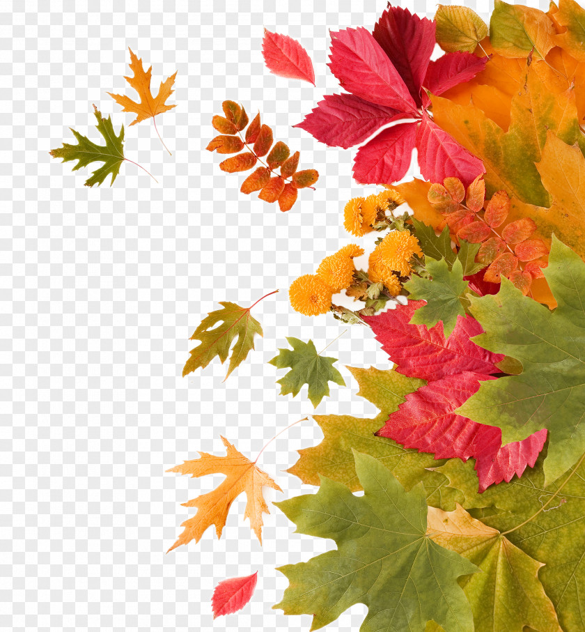 Autumn Leaves Decoration Leaf PNG