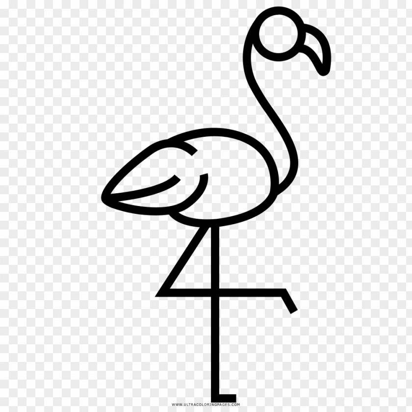 Flamingos Printing Greater Flamingo Drawing Beak Clip Art PNG