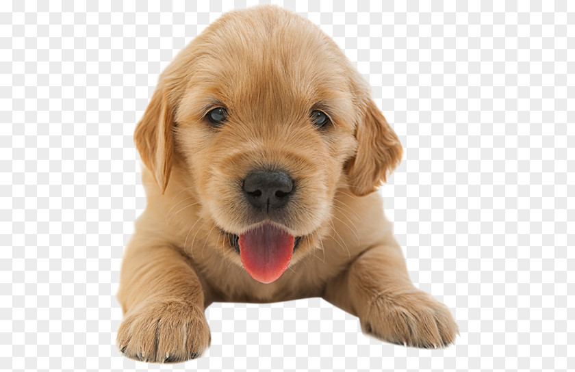 Golden Retriever Puppy Residential Heating And Air Conditioning HVAC Dog Breed PNG