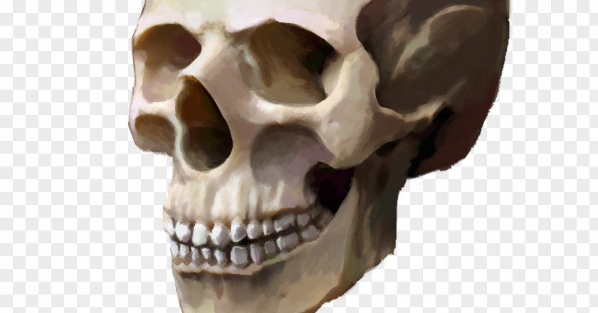 Homo Sapiens Skull Poster Clip Art PNG